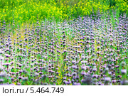 Заросли зопника клубненосного ( Phlomis tuberosa) — вид многолетних растений рода Зопник (Phlomis) семейства Яснотковые (Lamiaceae). Дикорастущие растения Сибири. Стоковое фото, фотограф Евгений Мухортов / Фотобанк Лори