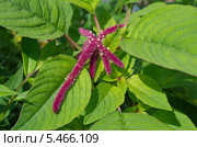 Акалифа (лат. Acalypha) Стоковое фото, фотограф Елена Коромыслова / Фотобанк Лори