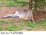 Патагонский Мара Patagonian mara. Стоковое фото, фотограф Сергей Лаврентьев / Фотобанк Лори