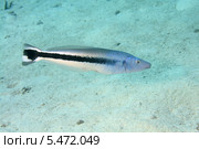 Ложная рыба-чистильщик (Aspidontus taeniatus). Красное море. Стоковое фото, фотограф Некрасов Андрей / Фотобанк Лори