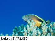 Группер (Paracirrhites forsteri), Red Sea, Egypt, Africa. Стоковое фото, фотограф Некрасов Андрей / Фотобанк Лори