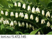 Купена многоцветковая (Polygonatum multiflorum) Стоковое фото, фотограф Щеголева Ольга / Фотобанк Лори