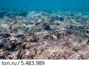Стайка сиганов на фоне каменистого морского дна. Стоковое фото, фотограф Игорь Дашко / Фотобанк Лори