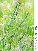 Чернокорень лекарственный (лат. Cynoglоssum officinаle) Стоковое фото, фотограф Евгений Мухортов / Фотобанк Лори