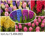 Коллаж. Цветущие садовые гиацинты (лат. Hyacinthus) Стоковое фото, фотограф Виктория Катьянова / Фотобанк Лори