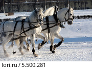 Русская тройка скачет по заснеженному полю. Стоковое фото, фотограф Николай Винокуров / Фотобанк Лори