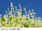 Эхиноцистис лопастный, колючеплодник лопастный (лат. Echinocystis lobata) на фоне голубого неба. Стоковое фото, фотограф Елена Коромыслова / Фотобанк Лори