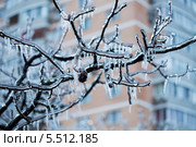 Заледенелые ветки дерева. Стоковое фото, фотограф Типляшина Евгения / Фотобанк Лори