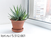 Комнатные цветы на подоконнике в горшке. Алоэ остистое. Aloe aristata. Стоковое фото, фотограф Олег Голиков / Фотобанк Лори