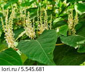 Горец японский (Reynoutria japonica, Polygonum sachalinensis) Стоковое фото, фотограф Алёшина Оксана / Фотобанк Лори