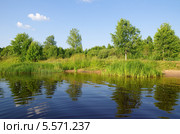 Природа Селигера. Берег озера Вселуг, Тверская область. Стоковое фото, фотограф Елена Коромыслова / Фотобанк Лори