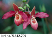 Цветущая орхидея - Венерин башмачок (Пафиопедиллум, Paphiopedilum) Стоковое фото, фотограф Наталья Волкова / Фотобанк Лори