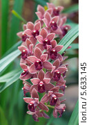 Цветущая орхидея - Цимбидиум (Cymbidium) Стоковое фото, фотограф Наталья Волкова / Фотобанк Лори
