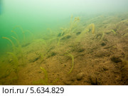 Элодея канадская, или Анахарис, или Водяная зараза, или Водяная чума (Elodea canadensis) на дне водоема. Стоковое фото, фотограф Сергей Дубров / Фотобанк Лори