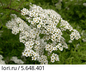 Цветущая Спирея серая Grefsheim (Spiraea cinerea Zabel) Стоковое фото, фотограф Ирина Борсученко / Фотобанк Лори