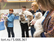 Международная выставка  кошек "Кэтсбург" в Крокус Экспо, Москва (2014 год). Редакционное фото, фотограф Володина Ольга / Фотобанк Лори