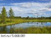 Летний пейзаж с озером, болотом и лесами. Стоковое фото, фотограф Валерия Попова / Фотобанк Лори