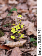 Горянка колхидская (Epimedium colchicum) Стоковое фото, фотограф Игорь Долгов / Фотобанк Лори