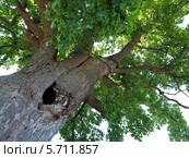 Лириодендрон тюльпановый, или тюльпанное дерево (лат. Liriodendron tulipifera). Поселок Головинка, Сочи, Краснодарский край. Стоковое фото, фотограф Григорий Писоцкий / Фотобанк Лори