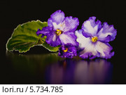 Узамбарская фиалка (Сенполия ) крупным планом на черном фоне. Стоковое фото, фотограф Ольга Денисова / Фотобанк Лори
