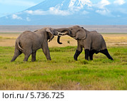 Два слона самца соперничают в Amboseli Park (2012 год). Стоковое фото, фотограф Эдуард Кислинский / Фотобанк Лори