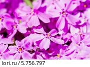Розовые цветы Phlox subulata. Стоковое фото, фотограф Валерия Лузина / Фотобанк Лори