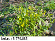 Гусиный лук желтый или Гагея желтая (Gagea lutea) Стоковое фото, фотограф Svet / Фотобанк Лори