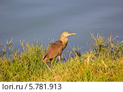 Индийская желтая цапля, или Paddybird (Ardeola grayii) в Порбандарском птичьем заповеднике (2014 год). Стоковое фото, фотограф Вячеслав Беляев / Фотобанк Лори