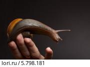 Улитка на женской руке. Achatina Fulica. Стоковое фото, фотограф Евгения Семенова / Фотобанк Лори