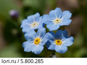Цветы незабудки (Myosótis) Стоковое фото, фотограф Игорь Дашко / Фотобанк Лори