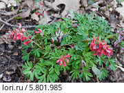 Первоцвет.  Хохлатка (Corydalis) Стоковое фото, фотограф Наталья Волкова / Фотобанк Лори