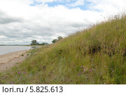 Чертополох колючий (Carduus acanthoides) Стоковое фото, фотограф Svet / Фотобанк Лори