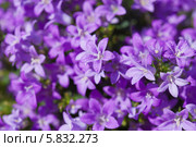 Цветы колокольчики, campanula muralis. Стоковое фото, фотограф Tamara Kulikova / Фотобанк Лори