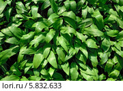 Черемша или дикий чеснок (лат. allium ursinum) Стоковое фото, фотограф Сергей Трофименко / Фотобанк Лори
