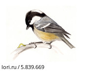 Черная синица (Periparus ater, or Parus ater) Стоковая иллюстрация, иллюстратор Александра Панаиотиди / Фотобанк Лори
