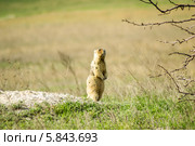Сурок у норы. Стоковое фото, фотограф Максим Калмыков / Фотобанк Лори