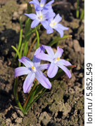 Нежные весенние голубые первоцветы. Хионодокса Форбса (Chionodoxa forbesii ) Стоковое фото, фотограф Galina Barbieri / Фотобанк Лори