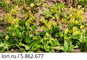 Поляна примул весенних (Primula veris) Стоковое фото, фотограф Наталья Волкова / Фотобанк Лори