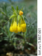 Нежные ярко желтые цветки Оно́смы многоли́стной(лат. Onosma polyphylla) Стоковое фото, фотограф Игорь Архипов / Фотобанк Лори