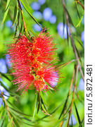 Каллистемон лимонный (Callistemon Citrinus) Стоковое фото, фотограф Iordache Magdalena / Фотобанк Лори