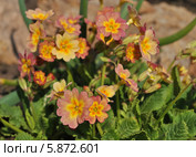Примула ушковая, или аурикула (лат. Рrimula auricula) Стоковое фото, фотограф lana1501 / Фотобанк Лори