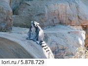 Кольцехвостый лемур, или кошачий лемур, или катта (лат. Lemur catta) (2013 год). Стоковое фото, фотограф Ирина Фирсова / Фотобанк Лори