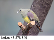 Африканский зеленый голубь - African Green Pigeon (Treron calvus) Стоковое фото, фотограф Светлана Чуйкова / Фотобанк Лори