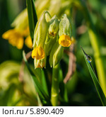 Примула весенняя, Primula veris,баранчики растут в лесу. Стоковое фото, фотограф Игорь Низов / Фотобанк Лори