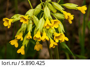 Примула весенняя, Primula veris,баранчики растут в весеннем лесу. Стоковое фото, фотограф Игорь Низов / Фотобанк Лори