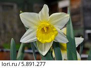 Нарцисс (Narcissus) Стоковое фото, фотограф Александр Хорхордин / Фотобанк Лори