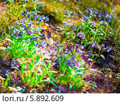 Медуница мягчайшая  ( Pulmonaria mollis ). Общий вид цветущего куста. Лекарственные растения Сибири. Стоковое фото, фотограф Евгений Мухортов / Фотобанк Лори