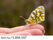 Зорька обыкновенная (аnthocharis cardamines) на руке. Стоковое фото, фотограф Татьяна Ляпи / Фотобанк Лори