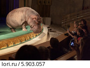 Бегемот (Hippopotamus amphibious) смотрит в зрительный зал на детей, фотографирующих его на мобильные телефоны (2014 год). Редакционное фото, фотограф Родион Власов / Фотобанк Лори