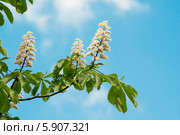 Цветущий каштан. Стоковое фото, фотограф Максим Калмыков / Фотобанк Лори